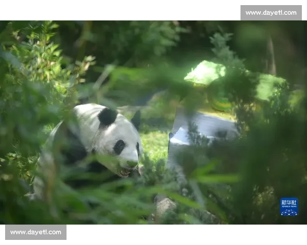 墨西哥为 35 岁大熊猫 “欣欣” 庆生 海外最长寿 “友谊大使” 迎百岁华诞